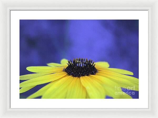 Asteraceae Gilded - Framed Print
