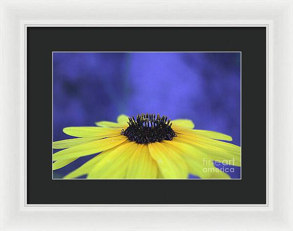 Asteraceae Gilded - Framed Print