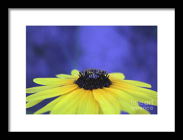 Asteraceae Gilded - Framed Print