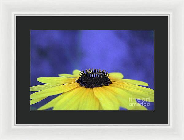 Asteraceae Gilded - Framed Print