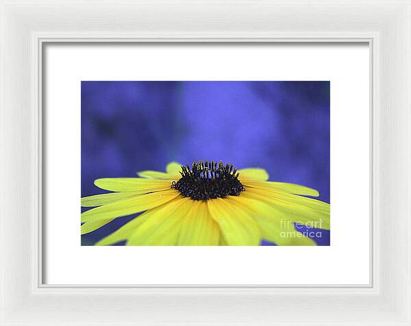 Asteraceae Gilded - Framed Print