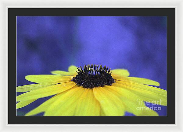 Asteraceae Gilded - Framed Print
