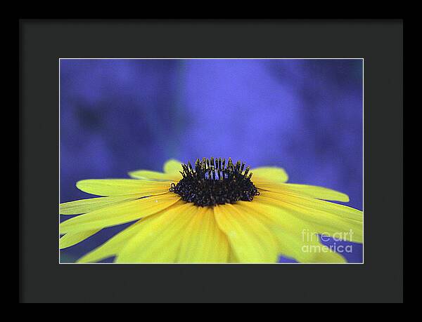 Asteraceae Gilded - Framed Print