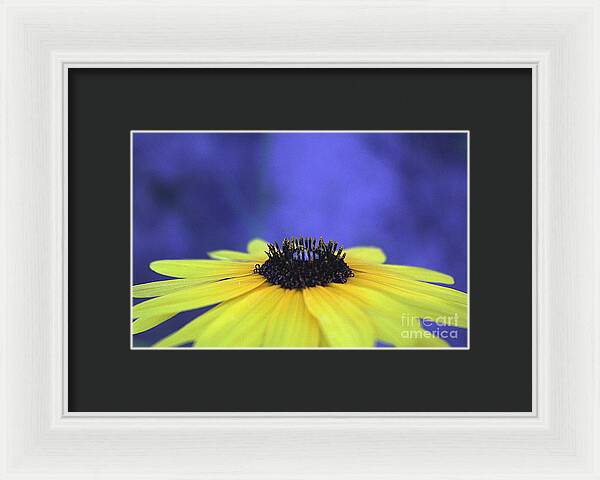 Asteraceae Gilded - Framed Print