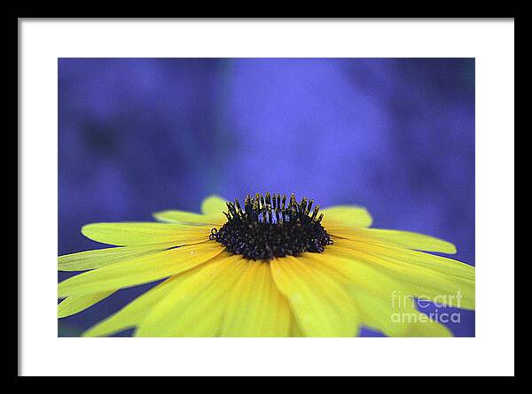 Asteraceae Gilded - Framed Print