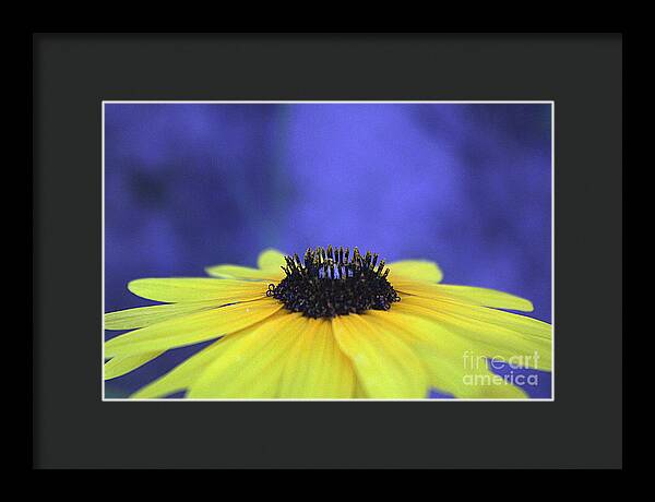 Asteraceae Gilded - Framed Print