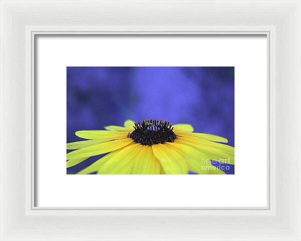Asteraceae Gilded - Framed Print