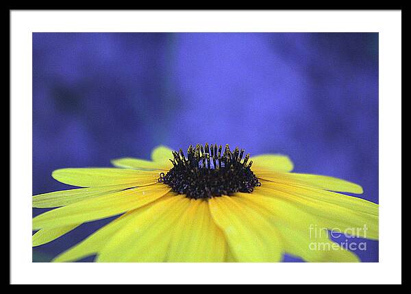 Asteraceae Gilded - Framed Print