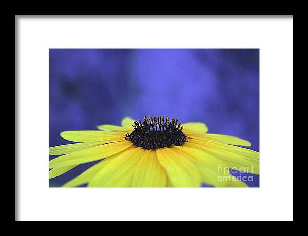 Asteraceae Gilded - Framed Print