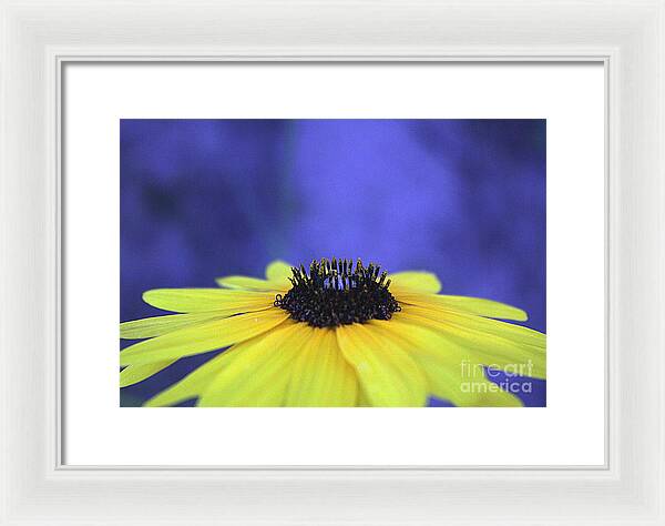 Asteraceae Gilded - Framed Print