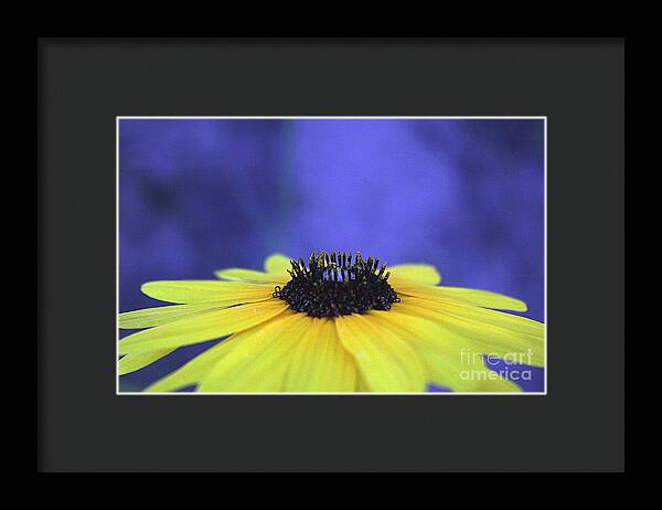 Asteraceae Gilded - Framed Print