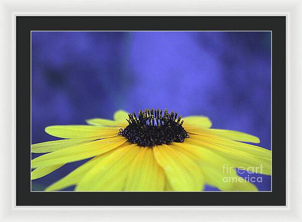 Asteraceae Gilded - Framed Print