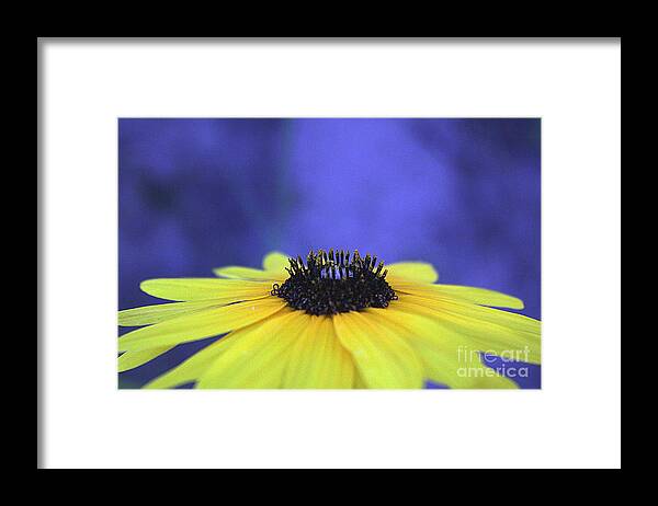 Asteraceae Gilded - Framed Print