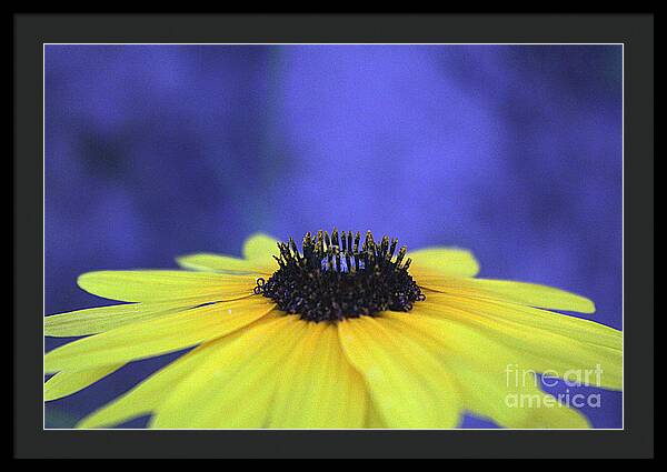 Asteraceae Gilded - Framed Print