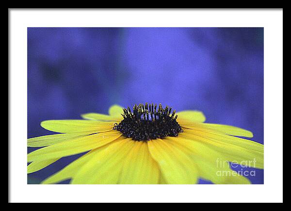Asteraceae Gilded - Framed Print