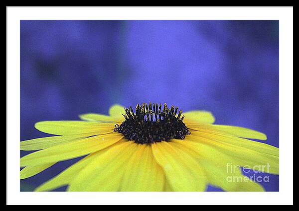 Asteraceae Gilded - Framed Print
