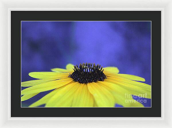 Asteraceae Gilded - Framed Print