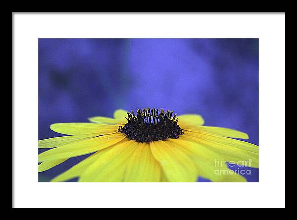 Asteraceae Gilded - Framed Print