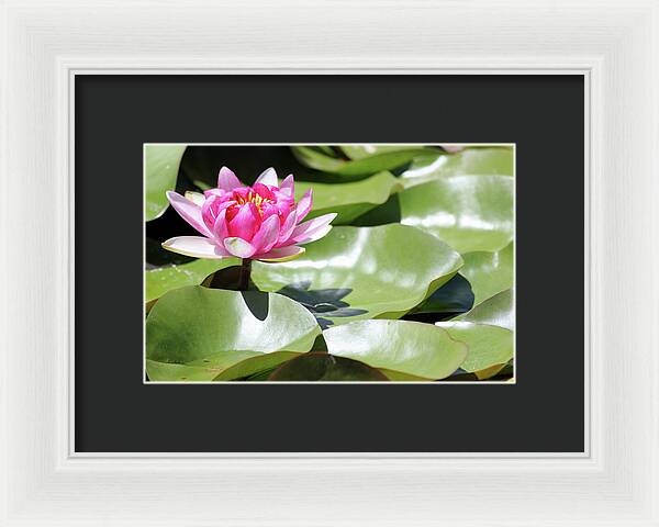 Blooming Through Adversity - Framed Print