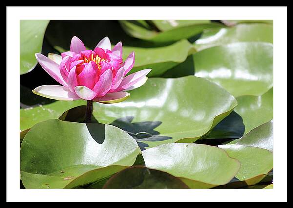 Blooming Through Adversity - Framed Print
