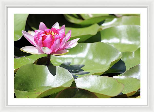 Blooming Through Adversity - Framed Print