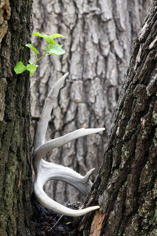 Bone Tree - Art Print