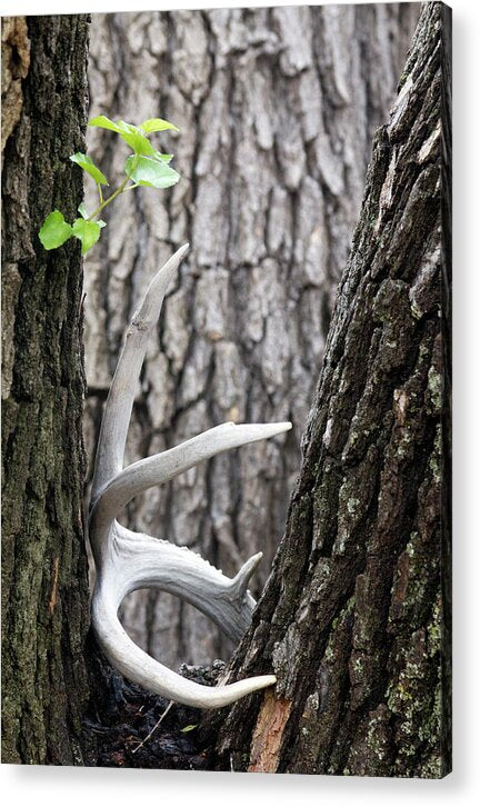 Bone Tree - Acrylic Print