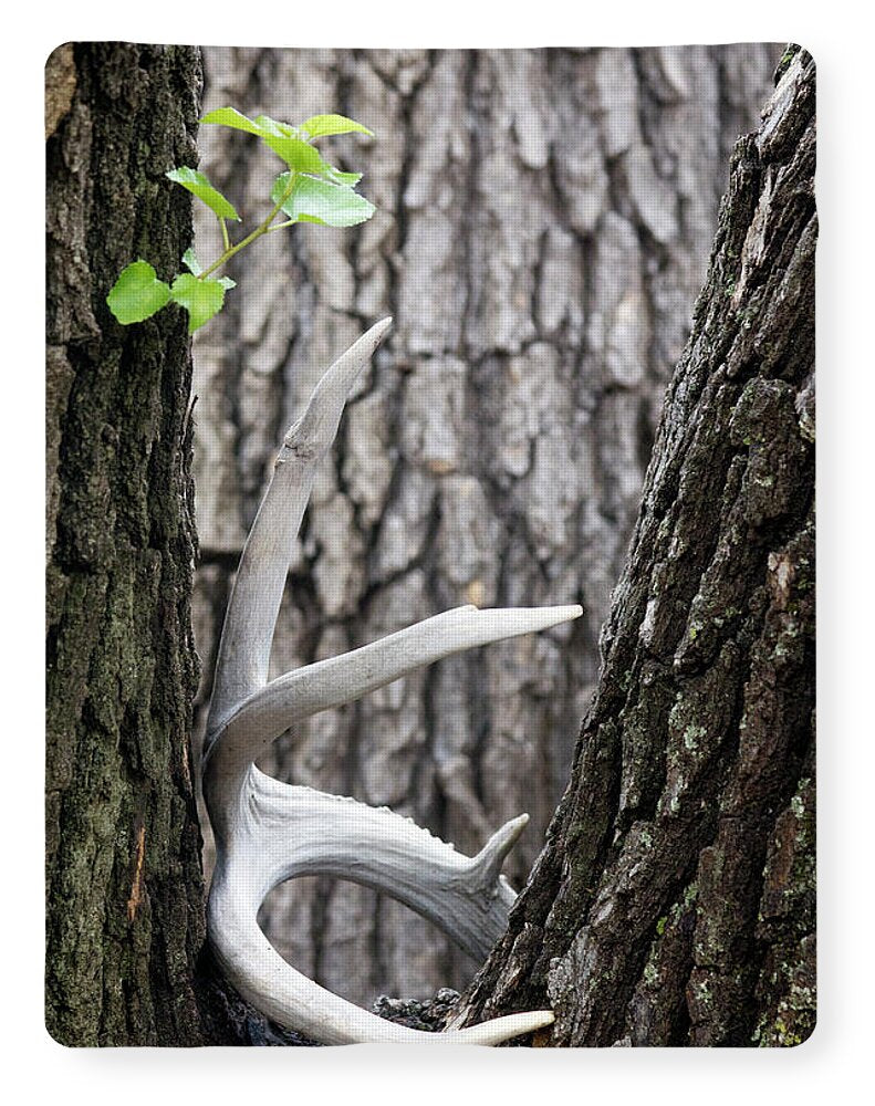 Bone Tree - Blanket