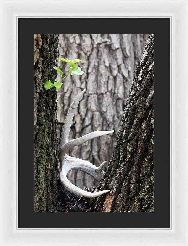 Bone Tree - Framed Print