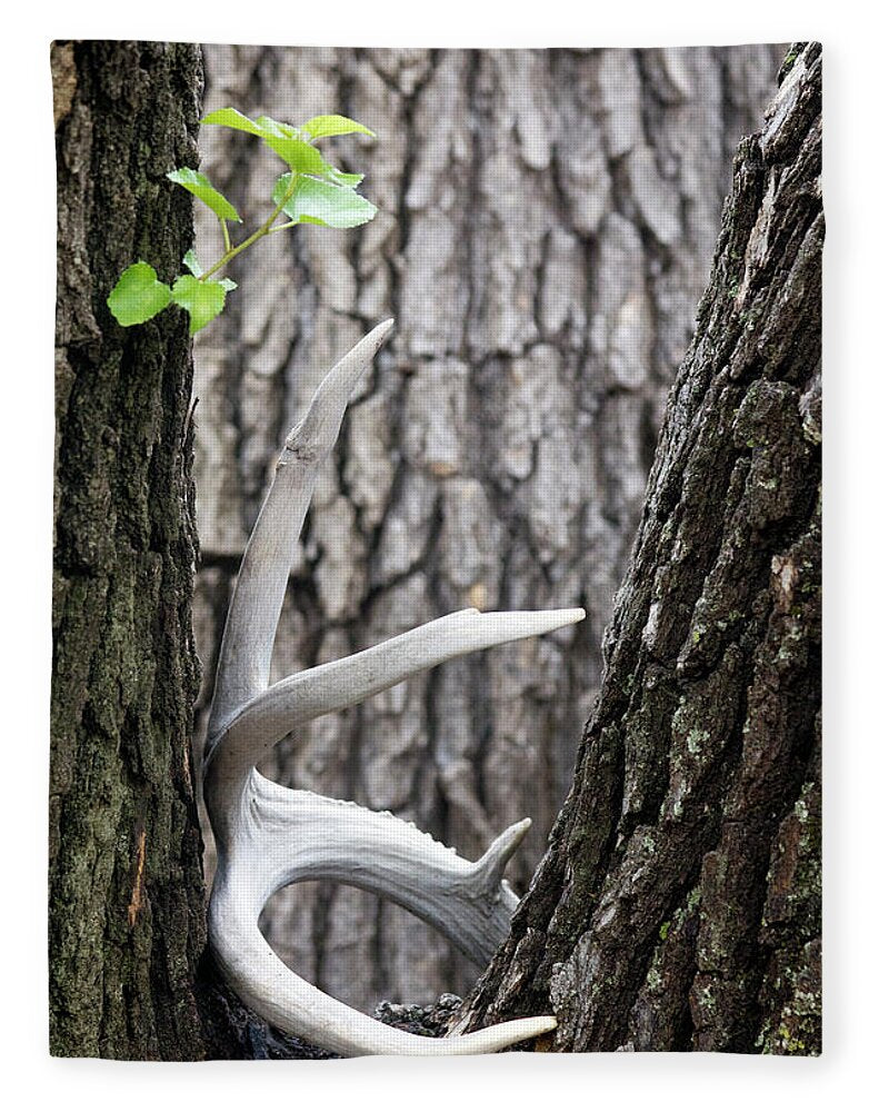 Bone Tree - Blanket