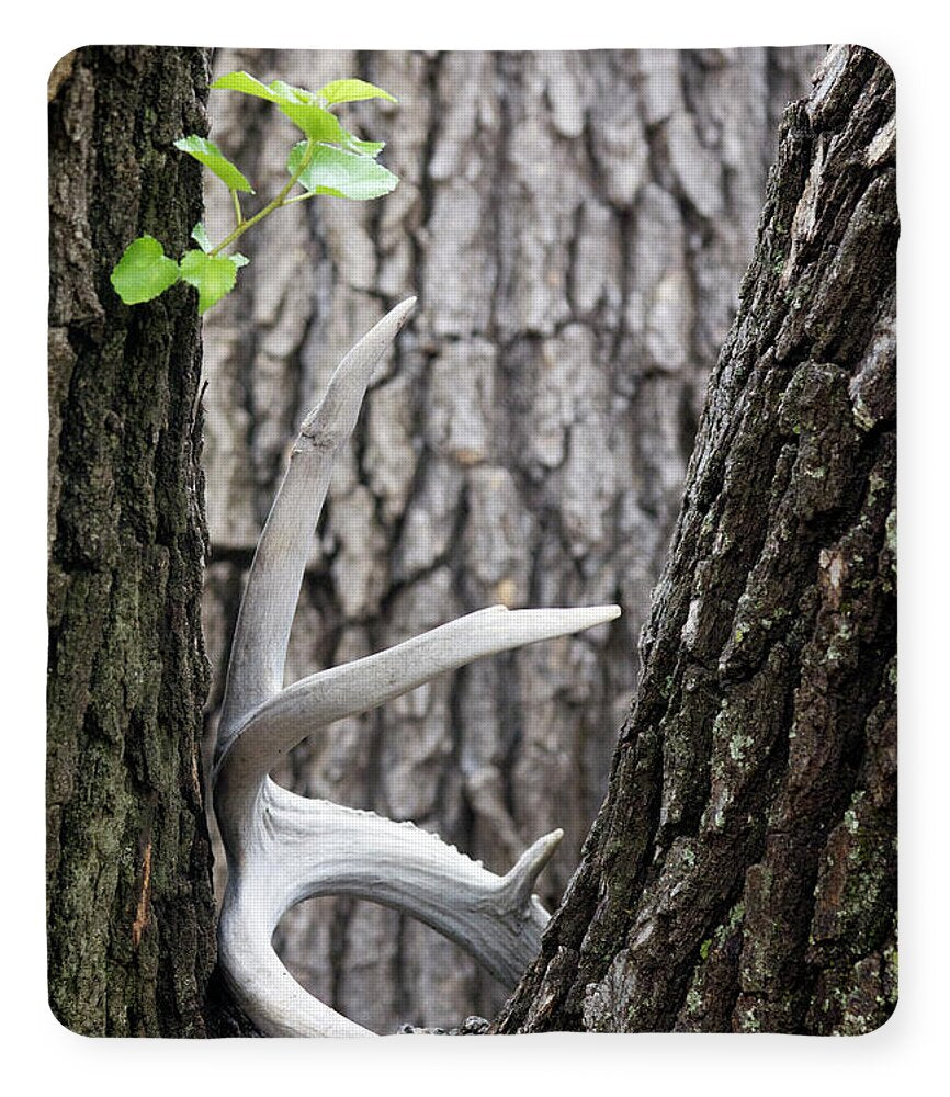 Bone Tree - Blanket