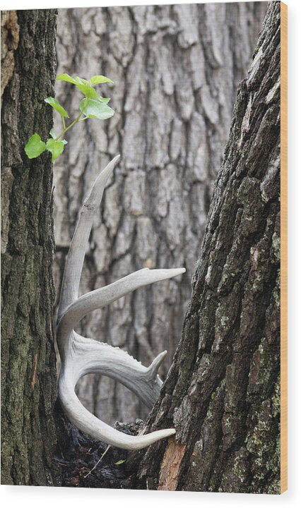 Bone Tree - Wood Print
