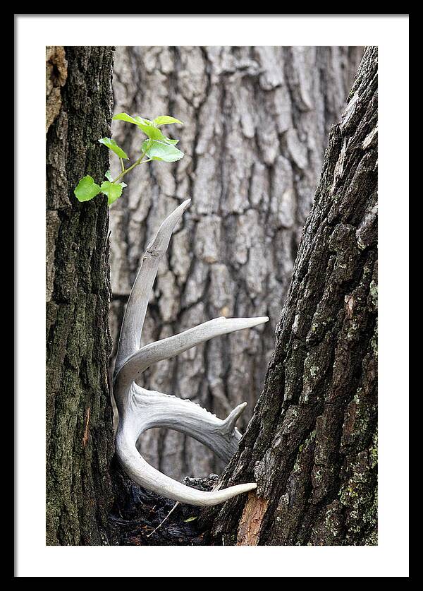 Bone Tree - Framed Print