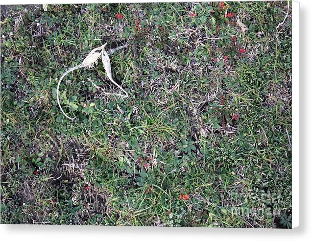 Broken Devil's Horns - Canvas Print