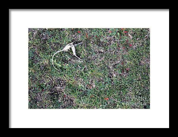 Broken Devil's Horns - Framed Print