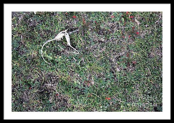 Broken Devil's Horns - Framed Print