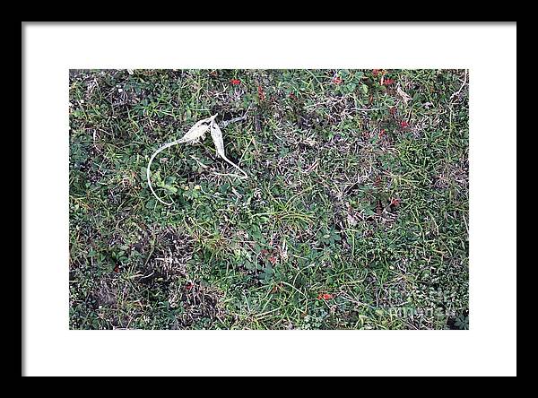 Broken Devil's Horns - Framed Print
