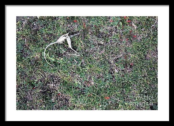 Broken Devil's Horns - Framed Print
