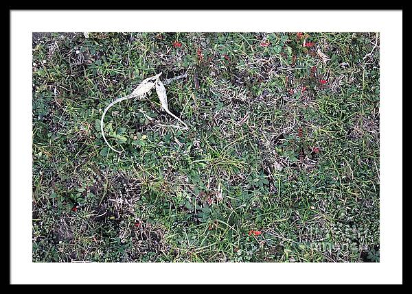 Broken Devil's Horns - Framed Print