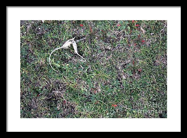 Broken Devil's Horns - Framed Print