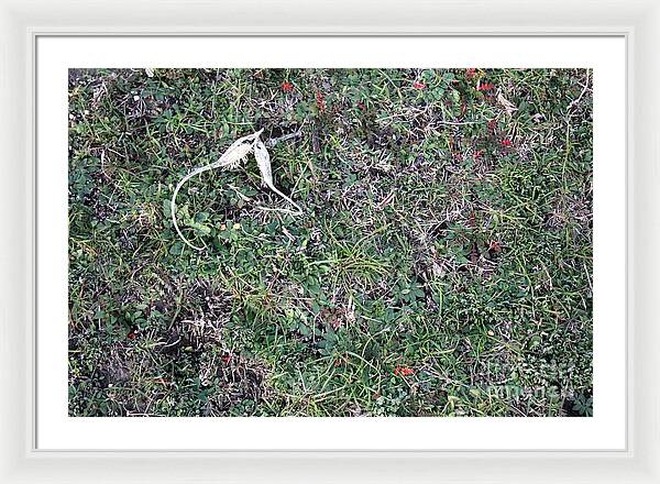 Broken Devil's Horns - Framed Print