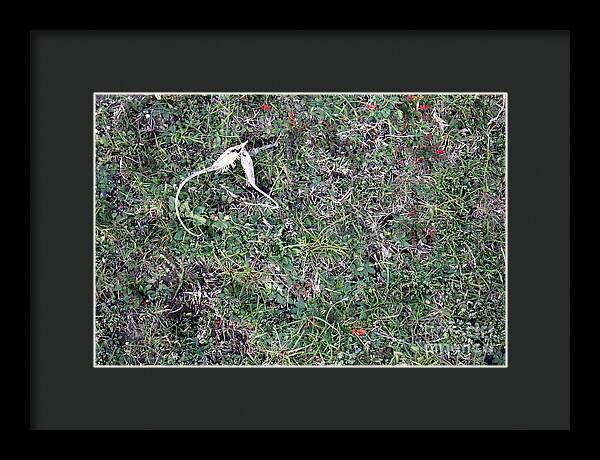 Broken Devil's Horns - Framed Print