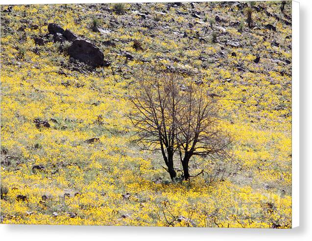 Cloaked in Yellow - Canvas Print