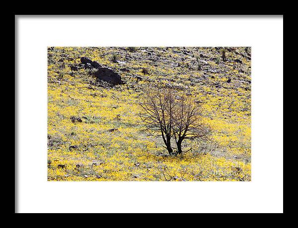Cloaked in Yellow - Framed Print