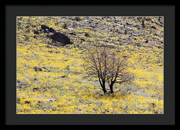 Cloaked in Yellow - Framed Print