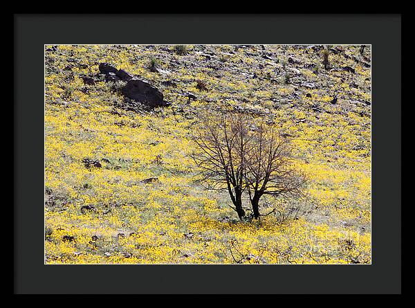 Cloaked in Yellow - Framed Print