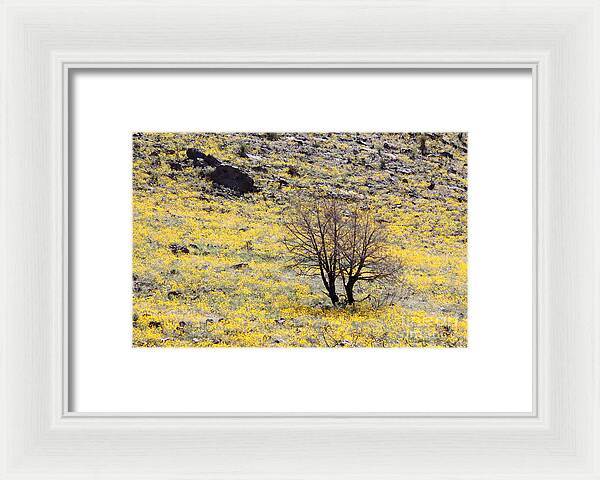 Cloaked in Yellow - Framed Print