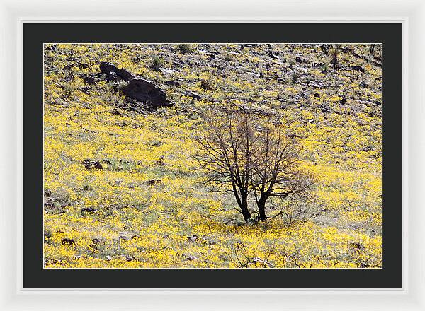 Cloaked in Yellow - Framed Print