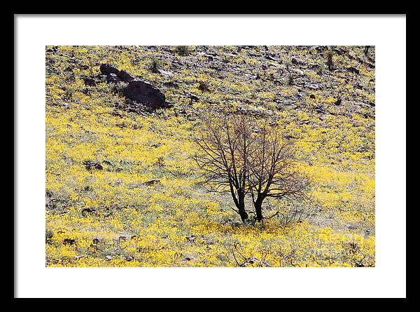 Cloaked in Yellow - Framed Print