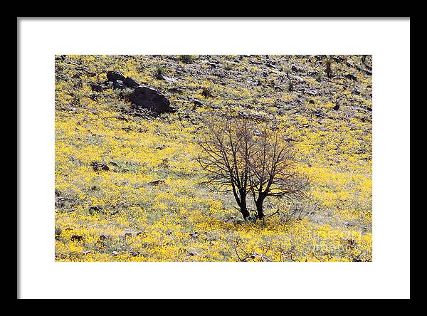 Cloaked in Yellow - Framed Print